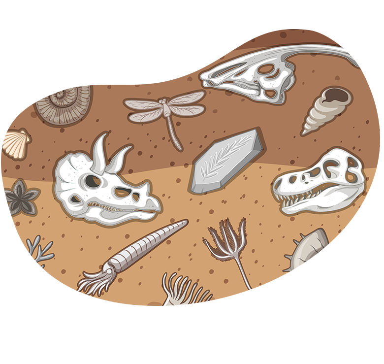 investigating-fossils2