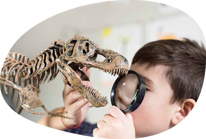 Student Investigating T-Rex Fossil Model